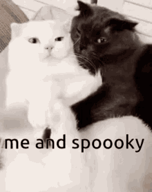 Spooky Cat GIF - Spooky Cat Love GIFs