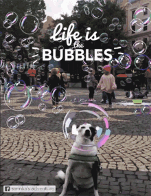 bubbles dogs
