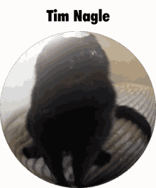nagle cat