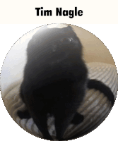 Cat Tim Nagle Sticker - Cat Tim Nagle Jinx Stickers