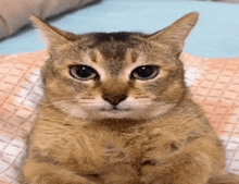 a close up of a cat sitting on a bed with its arms crossed .
