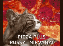 Cat Hungry GIF - Cat Hungry Eating GIFs