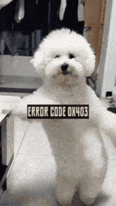 Corepunk 403 Vs Dog GIF - Corepunk 403 Vs Dog Dog GIFs