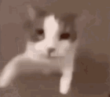 Gato Besando GIF - Gato Besando Camara GIFs