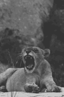 Lion Boring GIF