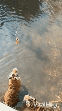 Hungry Lunch Time GIF