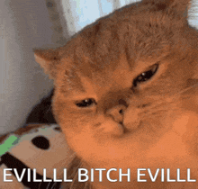 a close up of a cat 's face with the words evilll bitch evilll written below it