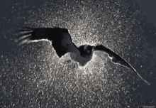 Flying Bird GIF