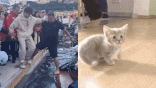 a kitten is walking on a wooden floor next to a man in a wet suit
