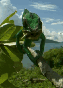 lizard eating hungry chameleon