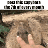 a capybara is being touched by a person 's finger and the caption says post this capybara the 7th of every month