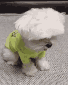 Cute Puppy GIF - Cute Puppy Dog GIFs