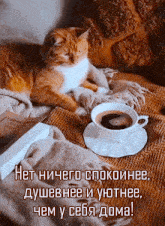 чашка кофе кот GIF - чашка кофе кот GIFs