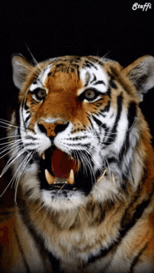 what up tiger roar yawn