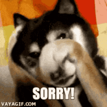 sorry cute dog puppy apology