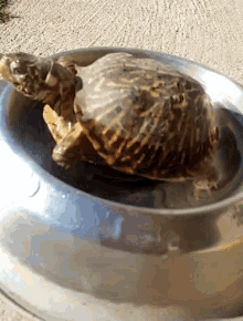 franklin animals turtles pets