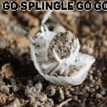 splingle isopod