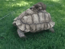 Alright, Just Take It Slow GIF - Cat Turtle Kitty GIFs