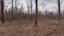 a forest with trees without leaves and a lot of leaves on the ground .