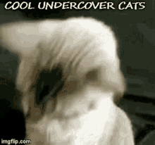 Undercover Cats Shades GIF - Undercover Cats Shades Reverse GIFs