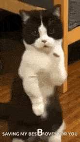a black and white cat is standing on its hind legs in front of a table .