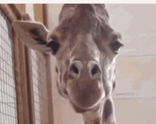 Saywhat Giraffe GIF - Saywhat Giraffe GIFs