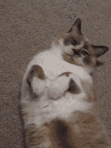Allie Cat GIF - Allie Cat Look GIFs