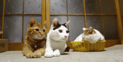 Yes Cat GIF - Yes Cat Looking GIFs