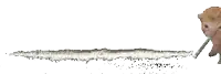 a kitten smoking a cigarette next to a line of cocaine on a white background