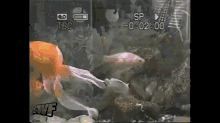 A Turtle Plots His Escape From A Fish Tank GIF - Turtle Goldfish Aquarium GIFs