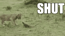 Shut Mongoose GIF - Shut Mongoose Tiger GIFs