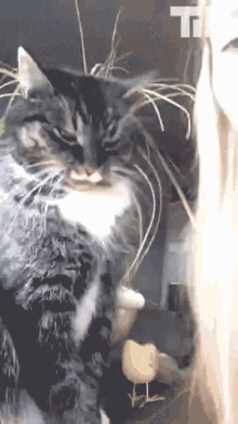 Cat Punch GIF - Cat Punch Take A Picture GIFs