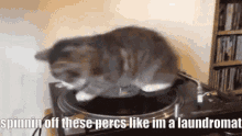 Yeat Cat GIF - Yeat Cat Dub GIFs