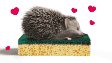spontex herisson hedgehog love amor