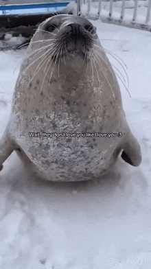 a seal is sitting in the snow with a caption that says wait they don 't love you like i love you 3