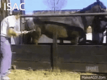isac stallet kick horse kick animal