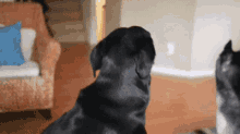 Did You Say Let'S Go Outside?!?! GIF - Funny Humor Cute GIFs