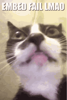 Cat Embed Fail Wigo GIF