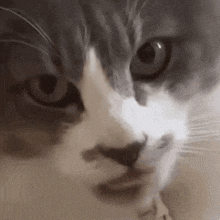 a close up of a grey and white cat 's face