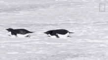 Gliding Penguins Continent7 GIF
