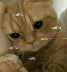 a close up of a cat 's face with a lot of sniffs around it .