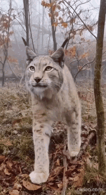 lynx big cat