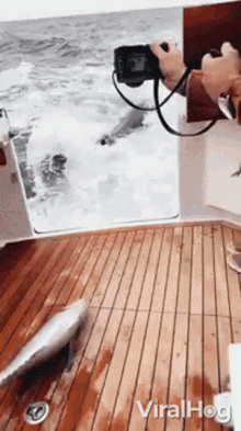 Sea Lion Viralhog GIF - Sea Lion Viralhog Swim GIFs
