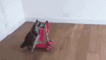 Funny Animals Raccoon GIF - Funny Animals Raccoon Scooter GIFs