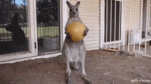 Playtime Is Over GIF - Kangaroo Play Time Is Over Ball GIFs