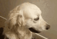 Dog Cute GIF - Dog Cute Golden Retriever GIFs