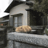 a cat is sleeping on a stone wall in front of a building