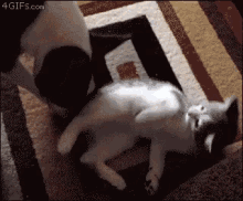 Funny Animals Dogs GIF - Funny Animals Dogs Cats GIFs