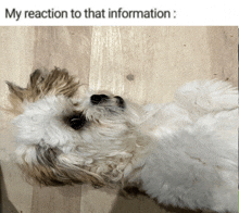 a small dog laying on its back with a caption that says my reaction to that information