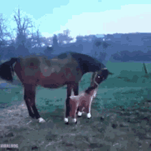 Hate Others Horse GIF - Hate Others Horse Kick GIFs